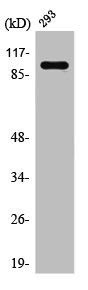 Western Blot analysis of 293 cells using Rab 3 GAP p130 Polyclonal Antibody