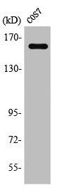Western Blot analysis of COS7 cells using Rab 3 GAP p150 Polyclonal Antibody