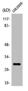 Western Blot analysis of COLO205 cells using Rab 6C Polyclonal Antibody