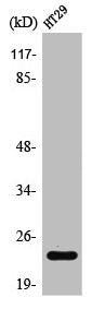 Western Blot analysis of HT29 cells using Rab 7L1 Polyclonal Antibody