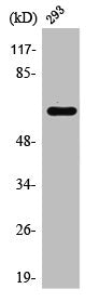 Western Blot analysis of HT29 cells using Rab11-FIP4 Polyclonal Antibody