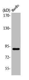 Western Blot analysis of MCF7 cells using Rabenosyn-5 Polyclonal Antibody