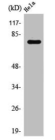 Western Blot analysis of HeLa cells using Rabphilin-3A Polyclonal Antibody