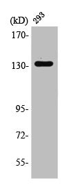 Western Blot analysis of 293 cells using RACK7 Polyclonal Antibody