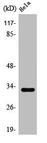Western Blot analysis of MCF7 cells using Rad GTPase Polyclonal Antibody