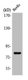 Western Blot analysis of HuvEc cells using Rad17 Polyclonal Antibody