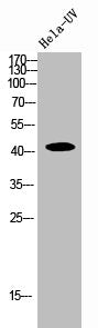Western Blot analysis of HELA-UV cells using Rad51 Polyclonal Antibody