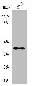 Western Blot analysis of COS7 cells using Rad51C Polyclonal Antibody