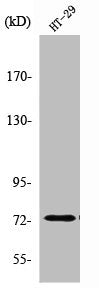 Western Blot analysis of HT29 cells using Raf-1 Polyclonal Antibody