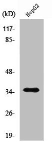 Western Blot analysis of HepG2 cells using Rag A/B Polyclonal Antibody