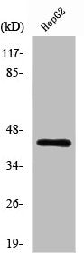 Western Blot analysis of LOVO cells using Rag C Polyclonal Antibody