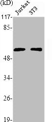 Western Blot analysis of NIH-3T3 K562 Jurkat cells using Rak Polyclonal Antibody