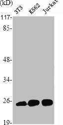 Western Blot analysis of Jurkat HuvEc cells using Ran Polyclonal Antibody