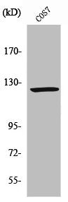 Western Blot analysis of COLO205 cells using Ran BP-6 Polyclonal Antibody