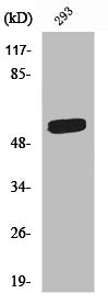Western Blot analysis of 293 cells using RAP1 Polyclonal Antibody