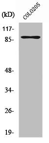 Western Blot analysis of COLO205 cells using Rap1GAP Polyclonal Antibody