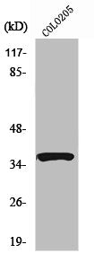 Western Blot analysis of HuvEc cells using RASSF4 Polyclonal Antibody