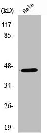 Western Blot analysis of HeLa cells using RASSF6 Polyclonal Antibody