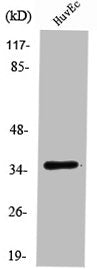 Western Blot analysis of HuvEc cells using RECS1 Polyclonal Antibody