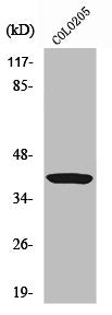 Western Blot analysis of HeLa cells using Ref-1 Polyclonal Antibody