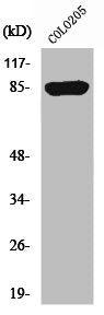 Western Blot analysis of COLO205 cells using REP-2 Polyclonal Antibody