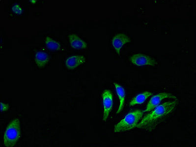 Immunofluorescent analysis of A549 cells using CSB-PA00395A0Rb at dilution of 1:100 and Alexa Fluor 488-congugated AffiniPure Goat Anti-Rabbit IgG(H+L)