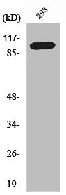 Western Blot analysis of 293 cells using Repo-Man Polyclonal Antibody