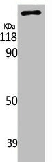 Western Blot analysis of various cells using Ret Polyclonal Antibody