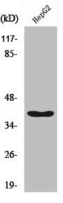 Western Blot analysis of HepG2 cells using RFC3 Polyclonal Antibody
