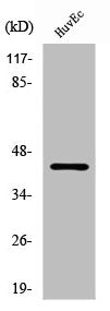 Western Blot analysis of HuvEc cells using RFPL4A Polyclonal Antibody