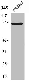Western Blot analysis of RAW264.7 cells using RFX3 Polyclonal Antibody