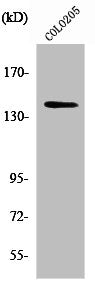 Western Blot analysis of COLO205 cells using RGAG1 Polyclonal Antibody