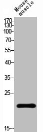 Western Blot analysis of MOUSE-MUSCLE cells using RGS1 Polyclonal Antibody