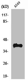 Western Blot analysis of A549 cells using Rhodopsin Polyclonal Antibody