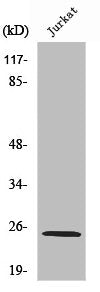 Western Blot analysis of HeLa cells using Ribosomal Protein L10L Polyclonal Antibody