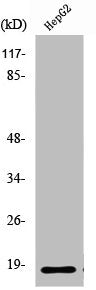Western Blot analysis of HeLa cells using Ribosomal Protein L12 Polyclonal Antibody