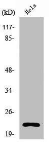 Western Blot analysis of COS7 cells using Ribosomal Protein L17 Polyclonal Antibody