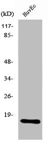 Western Blot analysis of MCF7 cells using Ribosomal Protein L26L Polyclonal Antibody