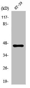 Western Blot analysis of HT29 cells using Ribosomal Protein L3 Polyclonal Antibody