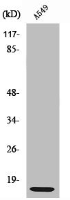 Western Blot analysis of RAW264.7 cells using Ribosomal Protein L30 Polyclonal Antibody