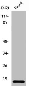 Western Blot analysis of HuvEc cells using Ribosomal Protein L34 Polyclonal Antibody