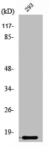 Western Blot analysis of Jurkat cells using Ribosomal Protein L35 Polyclonal Antibody