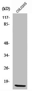 Western Blot analysis of COLO205 cells using Ribosomal Protein L36 Polyclonal Antibody