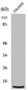 Western Blot analysis of HepG2 cells using Ribosomal Protein L39 Polyclonal Antibody