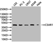 Western Blot Positive WB detected in: L02 whole cell lysate(20µg), PC-3 whole cell lysate(20µg), U937 whole cell lysate(20µg), A549 whole cell lysate(20µg), Hela whole cell lysate(20µg) All lanes: C5AR1 antibody at 1:1000 Secondary Goat polyclonal...