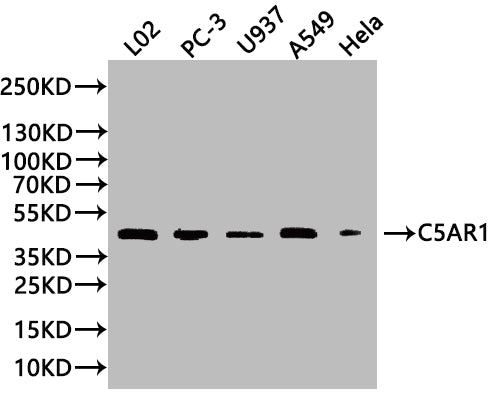 Western Blot Positive WB detected in: L02 whole cell lysate(20µg), PC-3 whole cell lysate(20µg), U937 whole cell lysate(20µg), A549 whole cell lysate(20µg), Hela whole cell lysate(20µg) All lanes: C5AR1 antibody at 1:1000 Secondary Goat polyclonal...