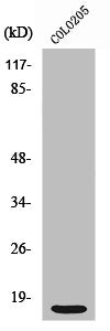 Western Blot analysis of COLO205 cells using Ribosomal Protein S12 Polyclonal Antibody