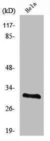 Western Blot analysis of NIH-3T3 cells using Ribosomal Protein S2 Polyclonal Antibody