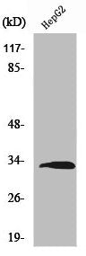 Western Blot analysis of HepG2 cells using Ribosomal Protein S3 Polyclonal Antibody
