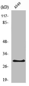 Western Blot analysis of COLO205 cells using Ribosomal Protein S8 Polyclonal Antibody